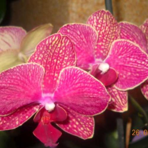 orchidka