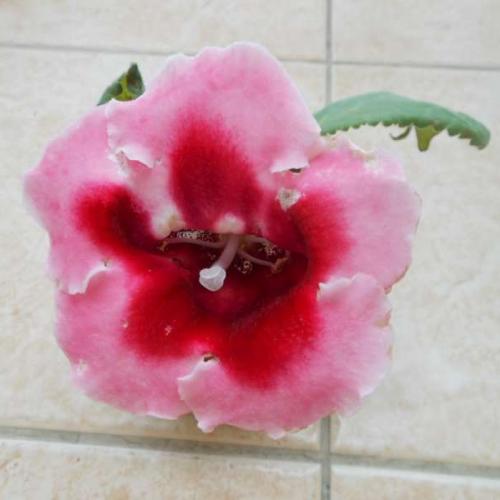 gloxínia