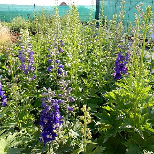 Delphinium - Stračonôžka