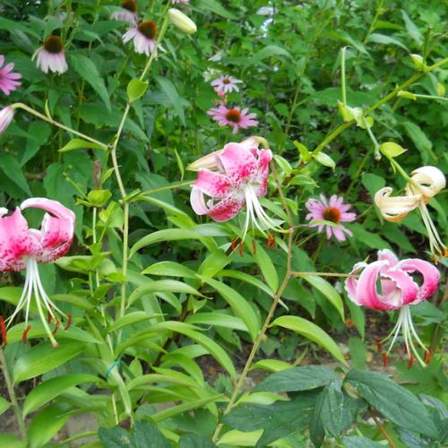 Lilium speciosum