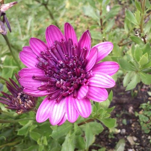 osteospermum