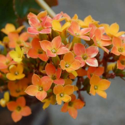 kalanchoe 2