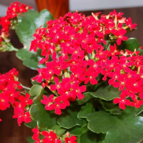 kalanchoe 1