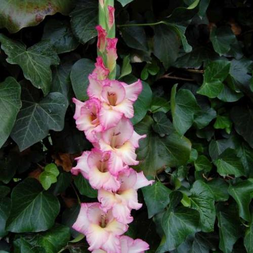 prvá gladiola