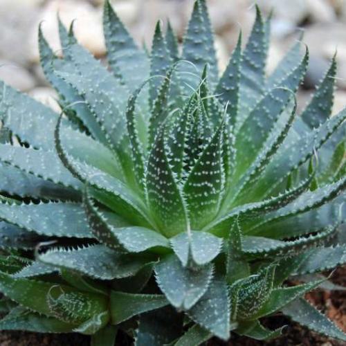 aloe - neviem aký druh