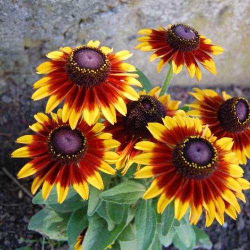 rudbekia