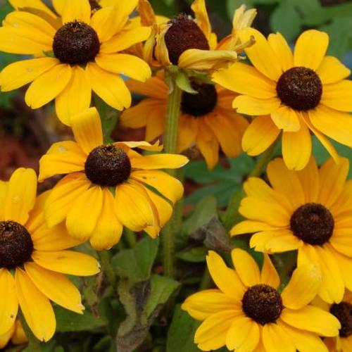 rudbekia 2