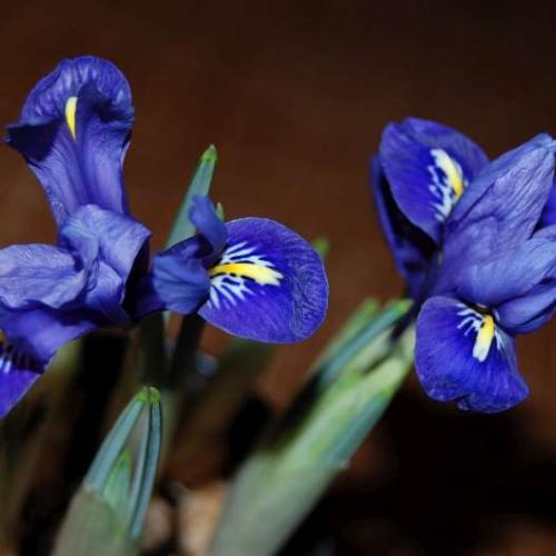 Irisy