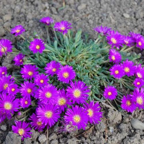 delosperma