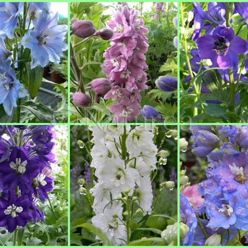Delphinium pred búrkou