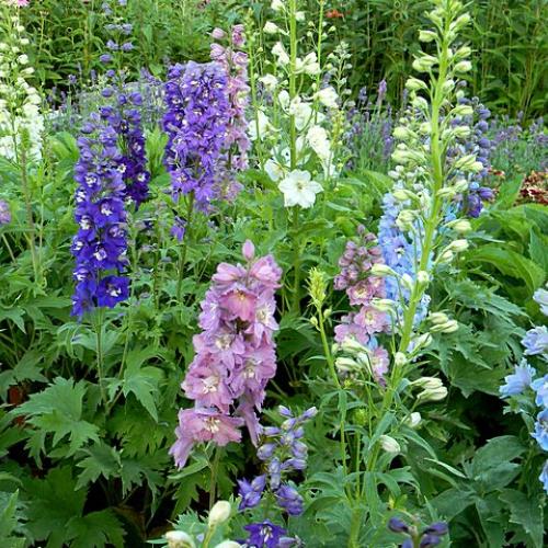 Delphinium