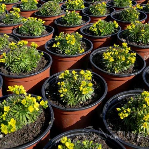 Draba aizoides 'Napoleon'