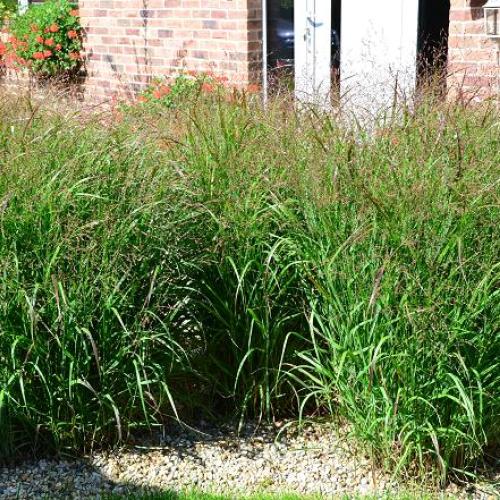 Panicum virgatum