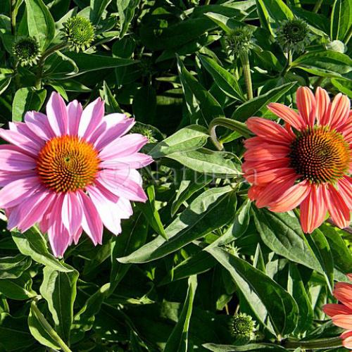 Echinacea