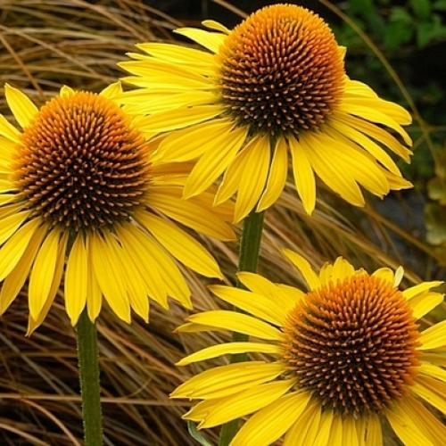 Echinacea Maui Sunshine