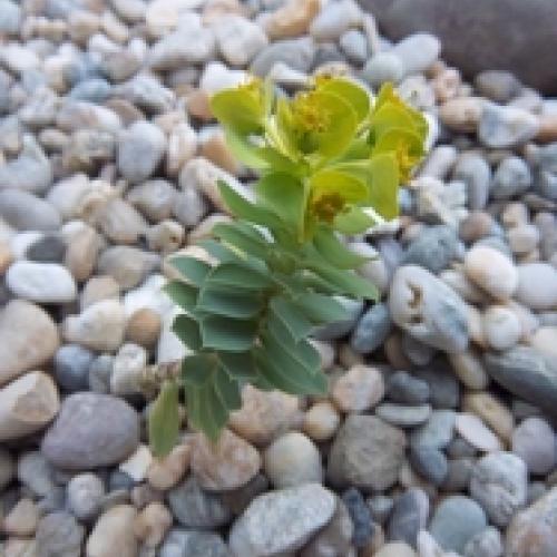 Euphorbia myrsinites - Mliečnik myrtovitý