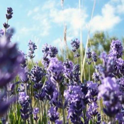 Levandula