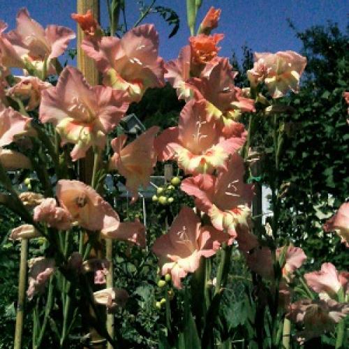 Gladiole