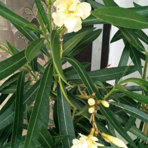 zlty oleander