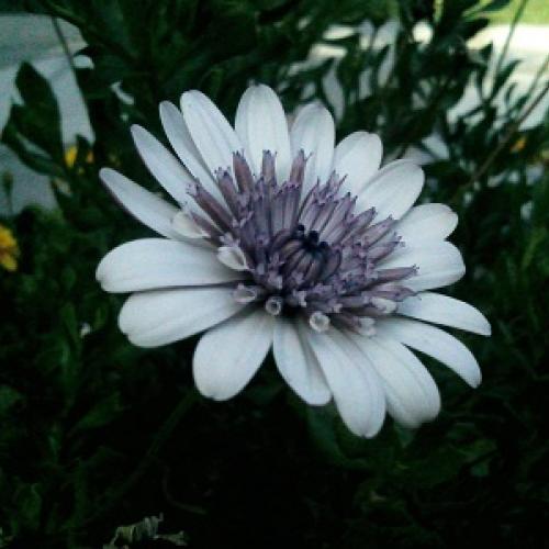 osteospermum