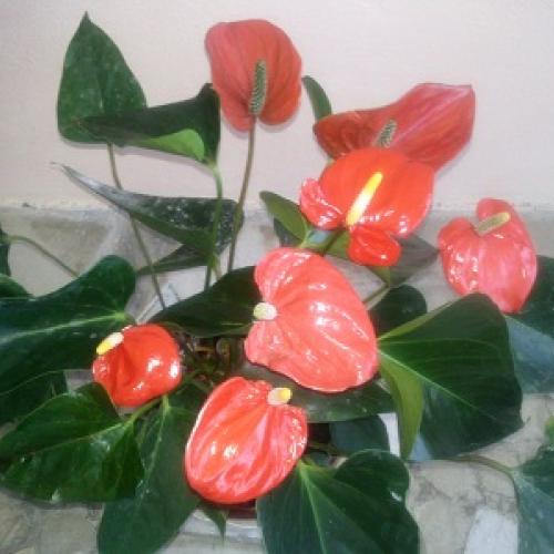 anthuria