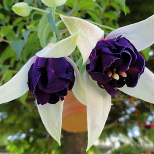 Fuchsia č. 6......."Deep Purple"