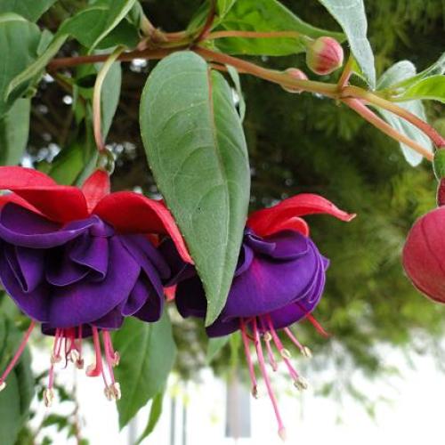 Fuchsia č.8
