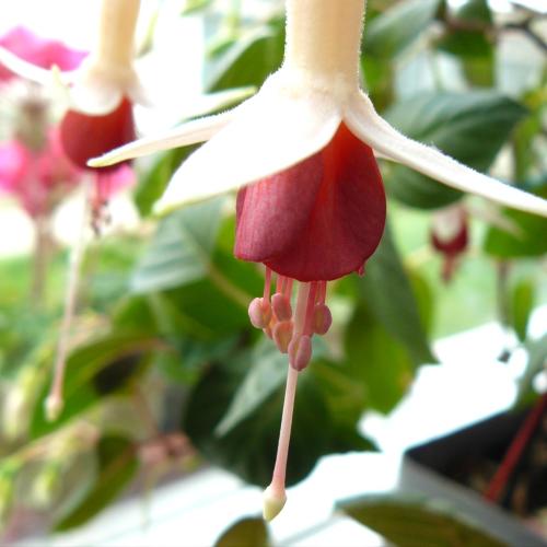 Fuksia
