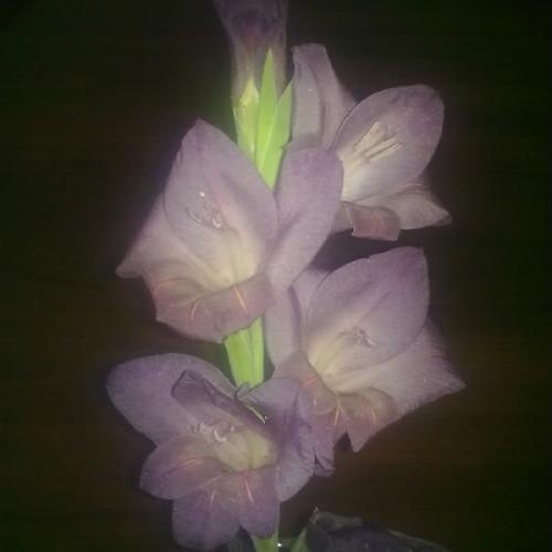 Gladiola