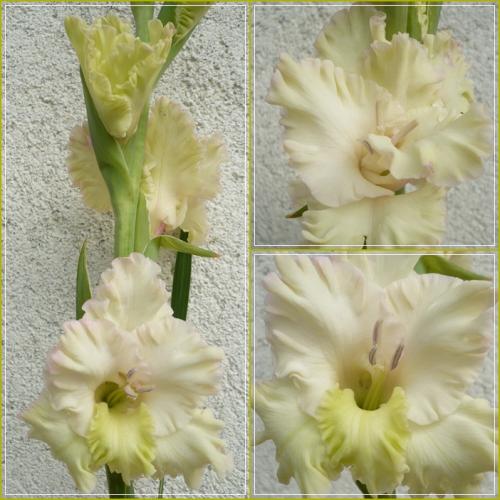 Gladiola ´GREEN GREEN´ (?)