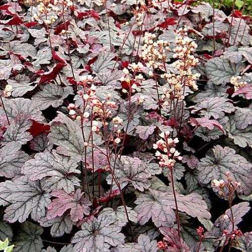 Heuchera v kvete