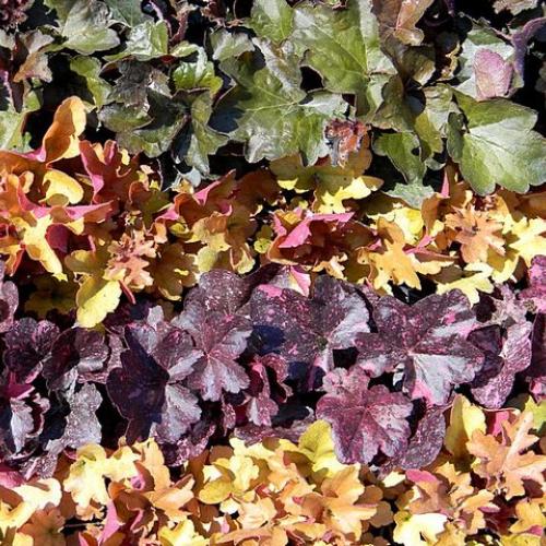 Heuchera
