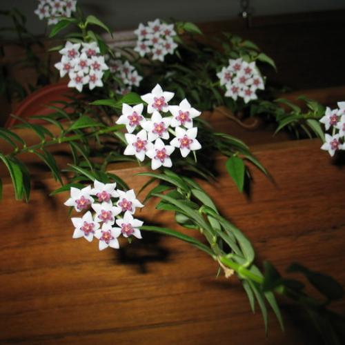 Hoya bella