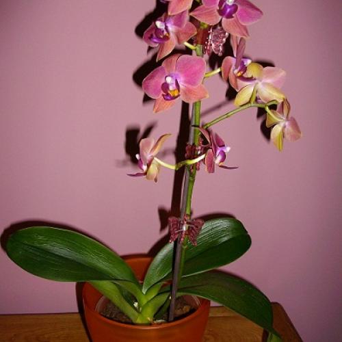 orchidka