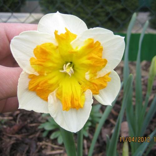 Narcis