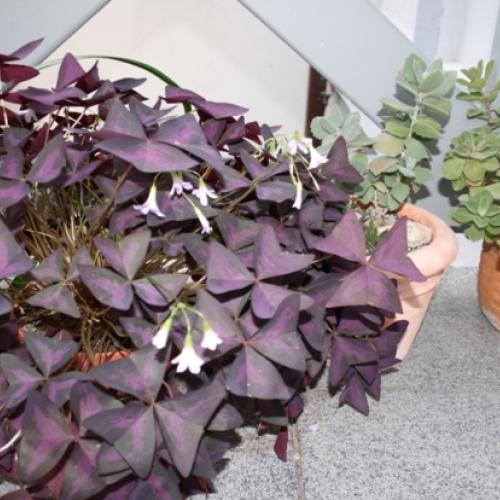 oxalis