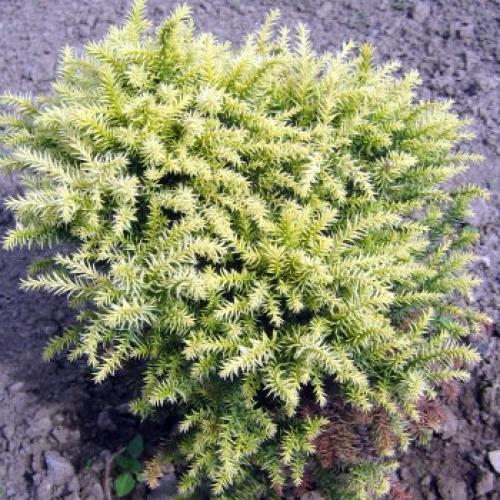 Cryptomeria Japonska -Vilmorin Gold