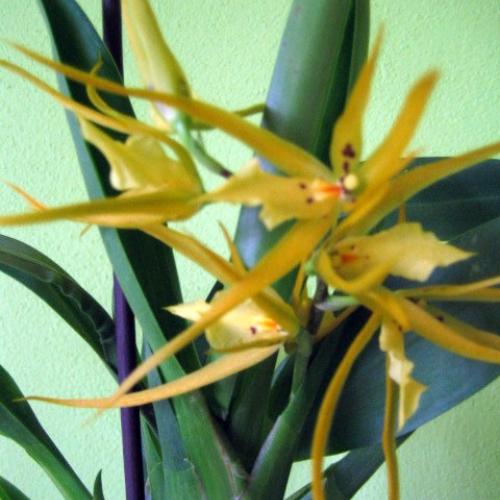 Brassia Orange Delight-zacina kvitnut 