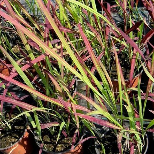 Imperata cylindrica 'Red Baron'