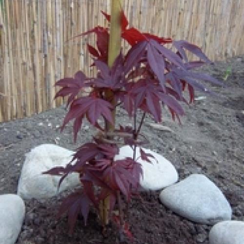 Javor Červený - Acer Atropupureum