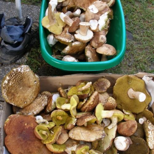 manzelov ulovok