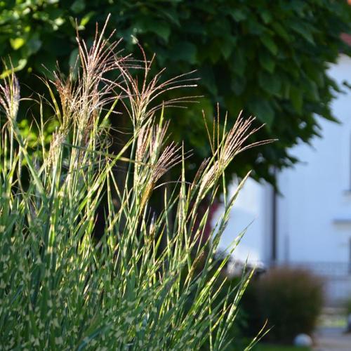 Miscanthus sin. ´Zebrinus´ a jesenné kvitnutie 