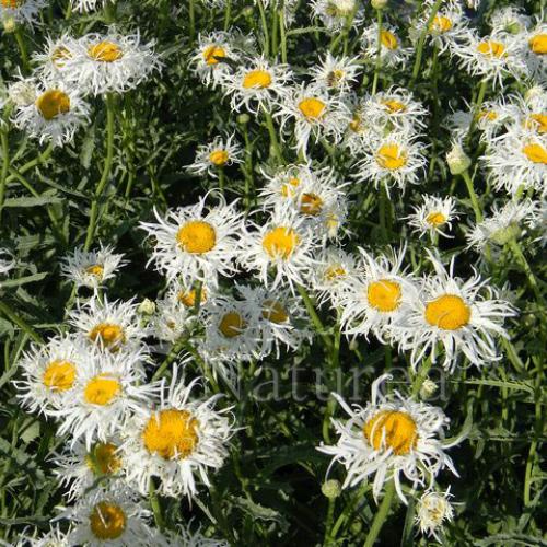  Leucanthemum x superbum 'Old Court Variety'