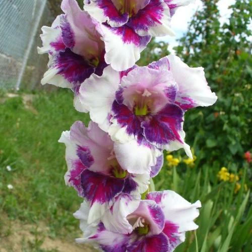 cv. Marsianka