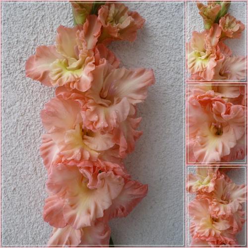 Gladiola ´MEDITACE´