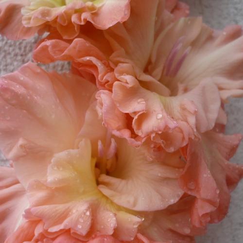 Gladiola ´MEDITACE´ - detail