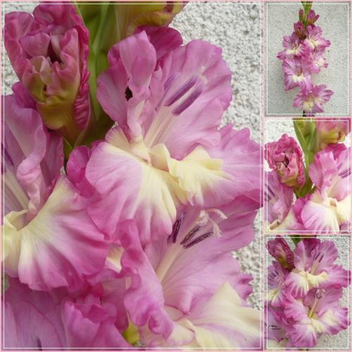 Gladiola ´MENÁDA´