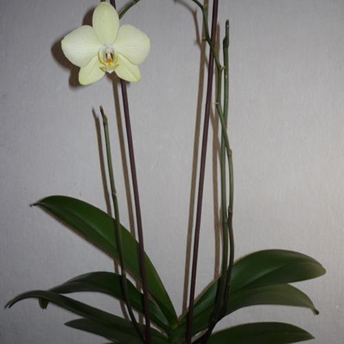 Zelený phalaenopsis