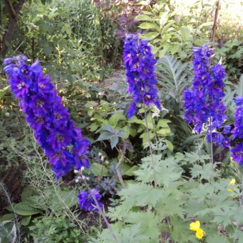 delphinium