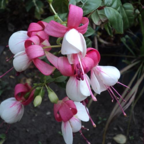 fuchsia